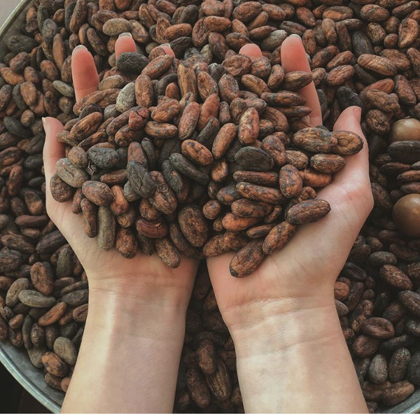 Whole Hawaiian Cocoa Beans